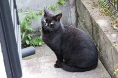 遅れて来たニャ♪