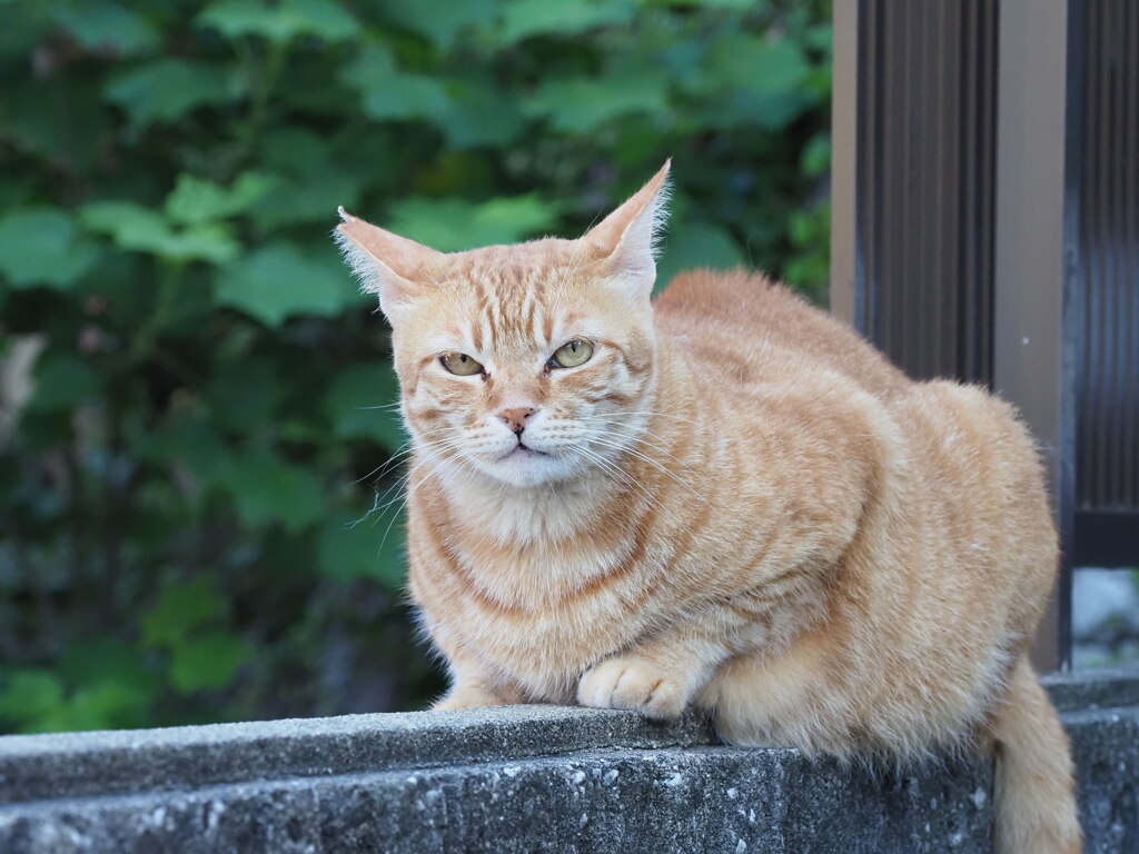 緑と茶シロ♪