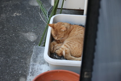 熟睡（中茶トラ）♪