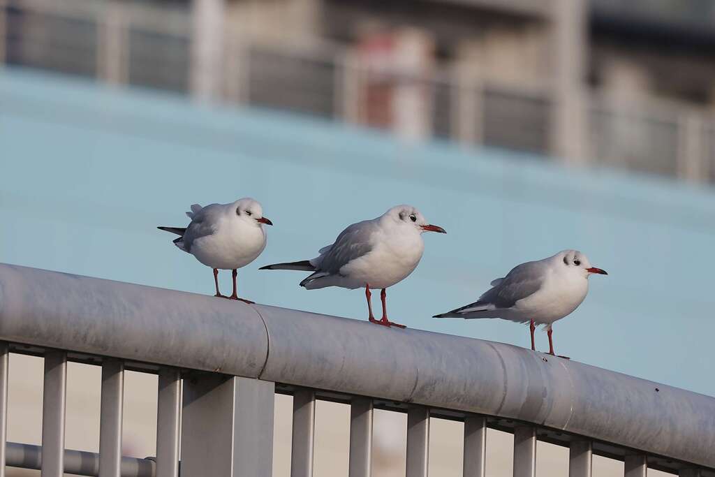 カモメの水兵さん♪
