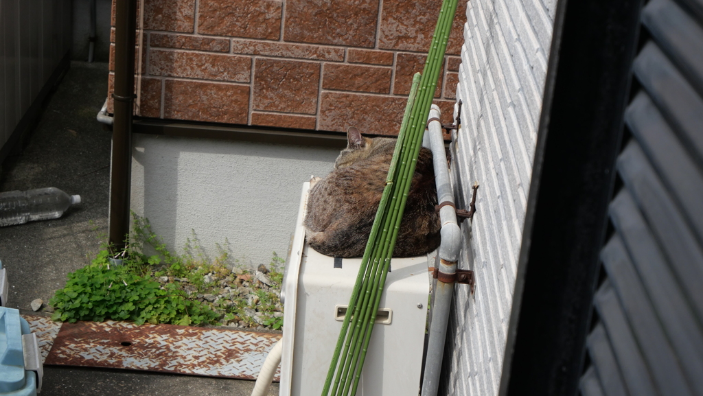 また寝てる