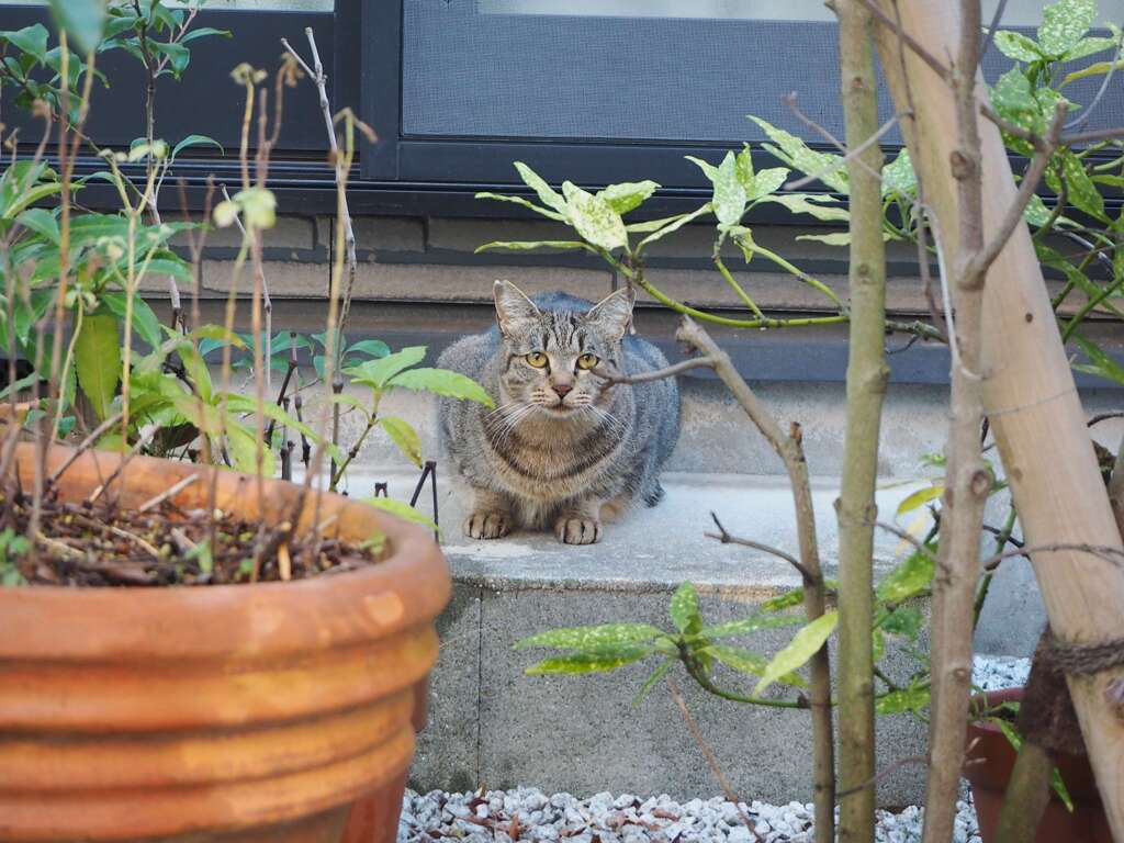 良く来たね（サバトラ）続編♪