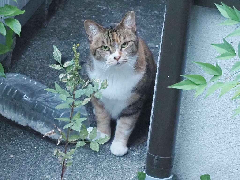 「外ネコ襲来」♪