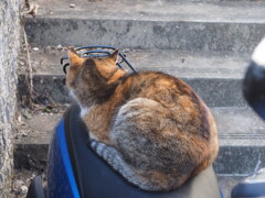 「ミックス猫」（続編）♪