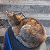 「ミックス猫」（続編）♪