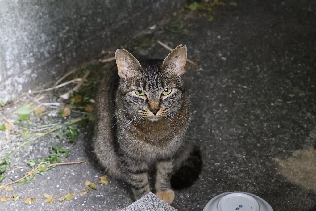 餌ちょーだい（雷鳴の朝）♪