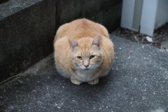 段々、早くなって来た♪