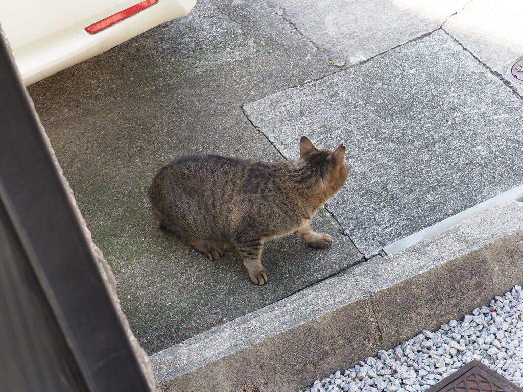 「サバトラ」敗れたり♪