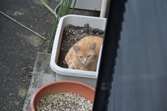 雨上がり（茶トラ参上）