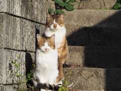 「シンクロ」♪