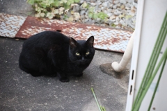 ほうほうの体♪