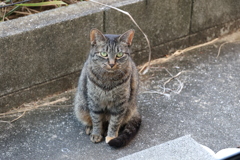 餌ちょ～だい（クリーム足）♪