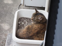 「プランターの中」♪