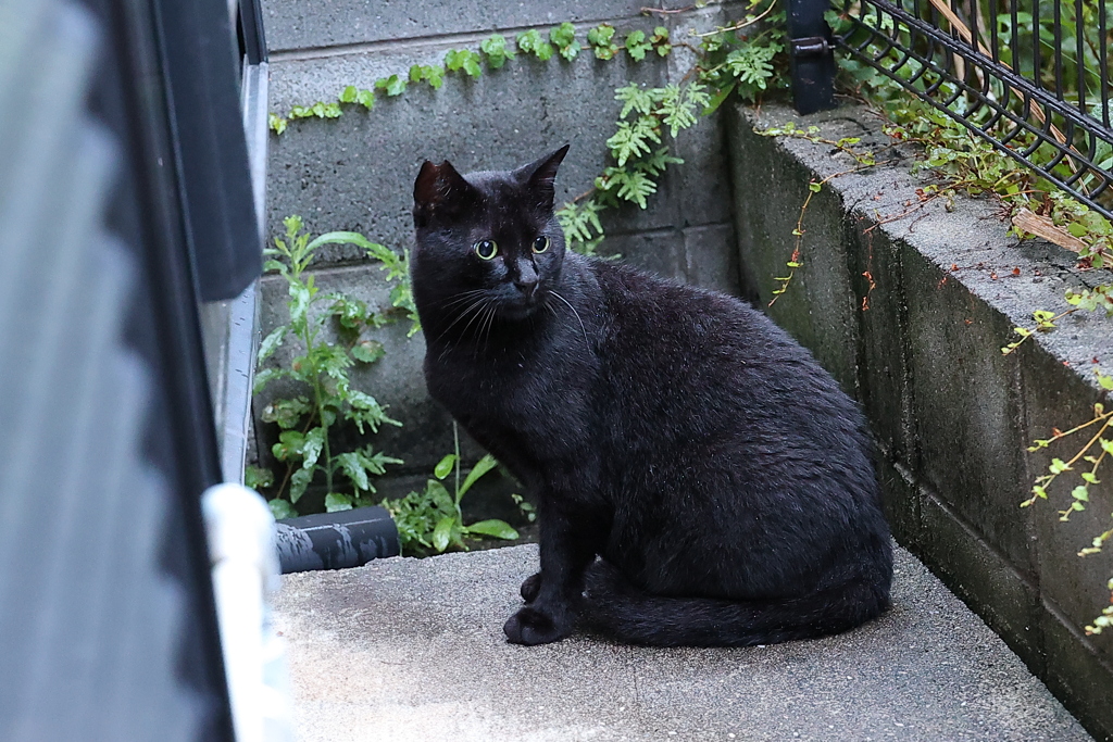 早いぞクロネコ（雨上がりの朝）♪