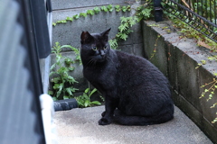 早いぞクロネコ（雨上がりの朝）♪