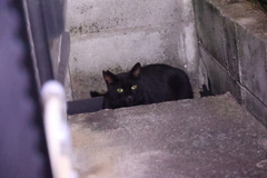 本日の〆ネコ♪