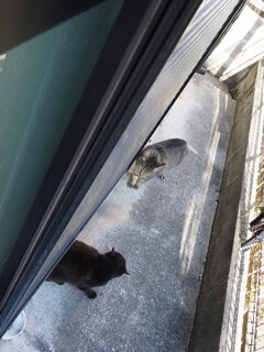 仲の悪い、2匹♪