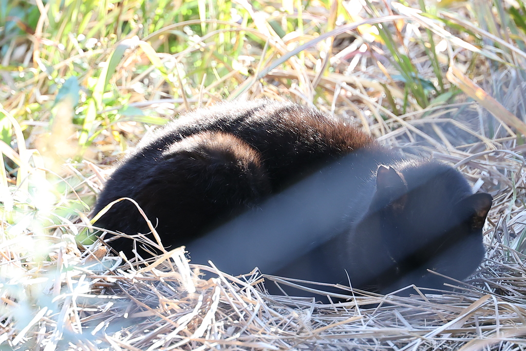 クロネコ異変♪