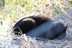 クロネコ異変♪