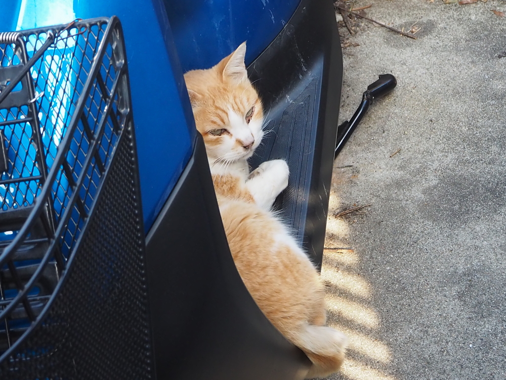 我が輩は猫である♪
