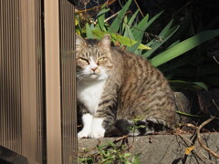 ねこだらけ（2）♪