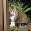 ねこだらけ（2）♪