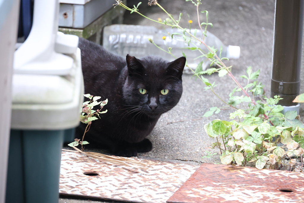 3匹目？（ポジションチェンジ）♪