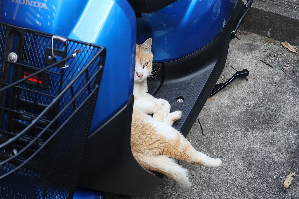 単車ねこ♪