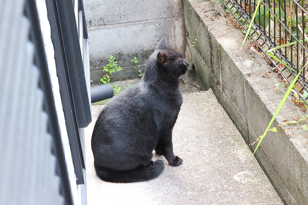 今日もネコ活♪