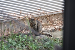 花とサバトラ♪