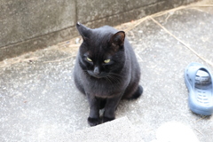 朝その後（小クロネコ）♪