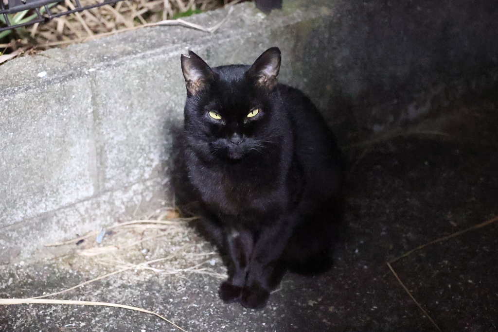 夜明け前（小クロネコ）♪