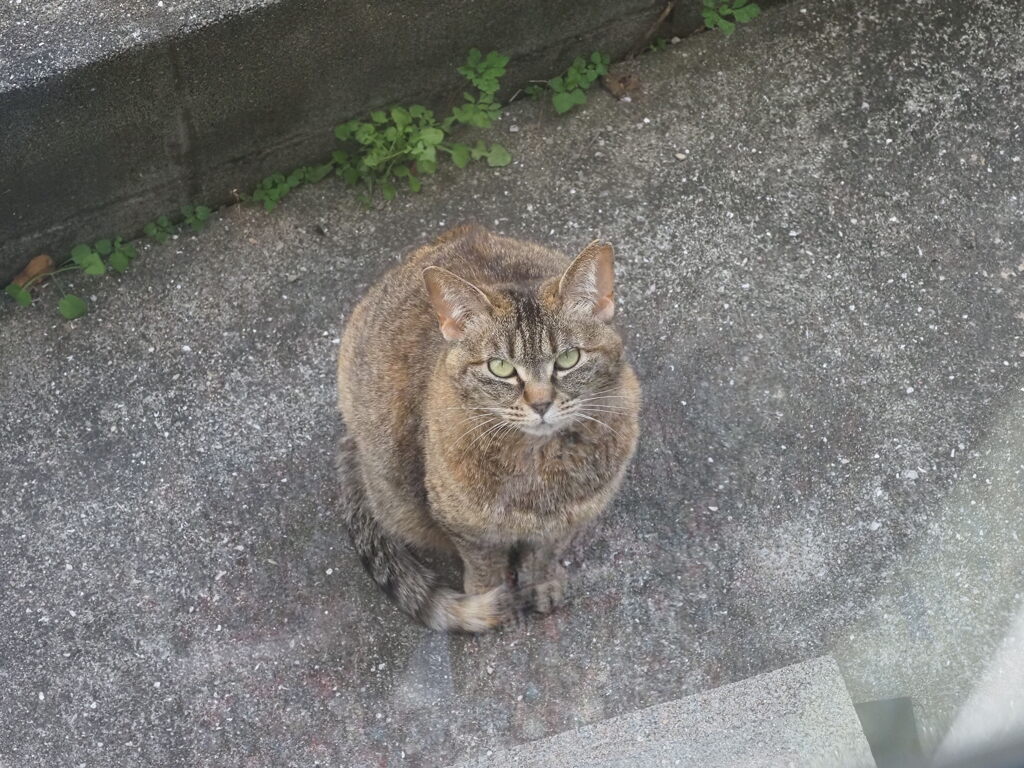 「どら美」♪
