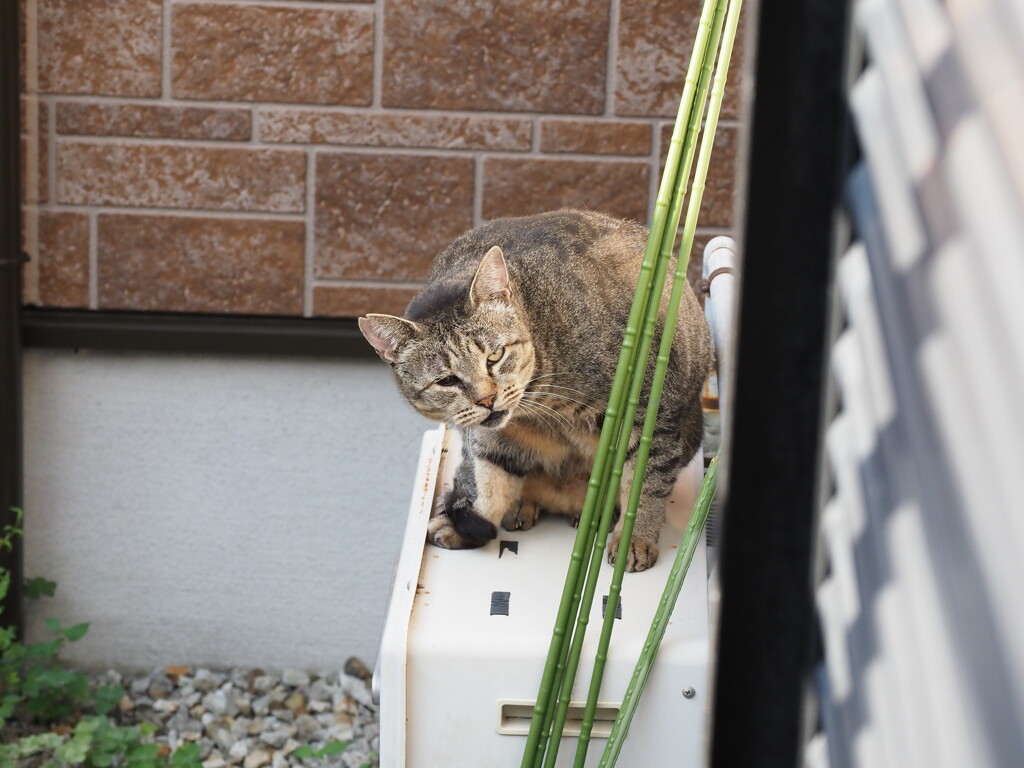 給湯器の上で♪