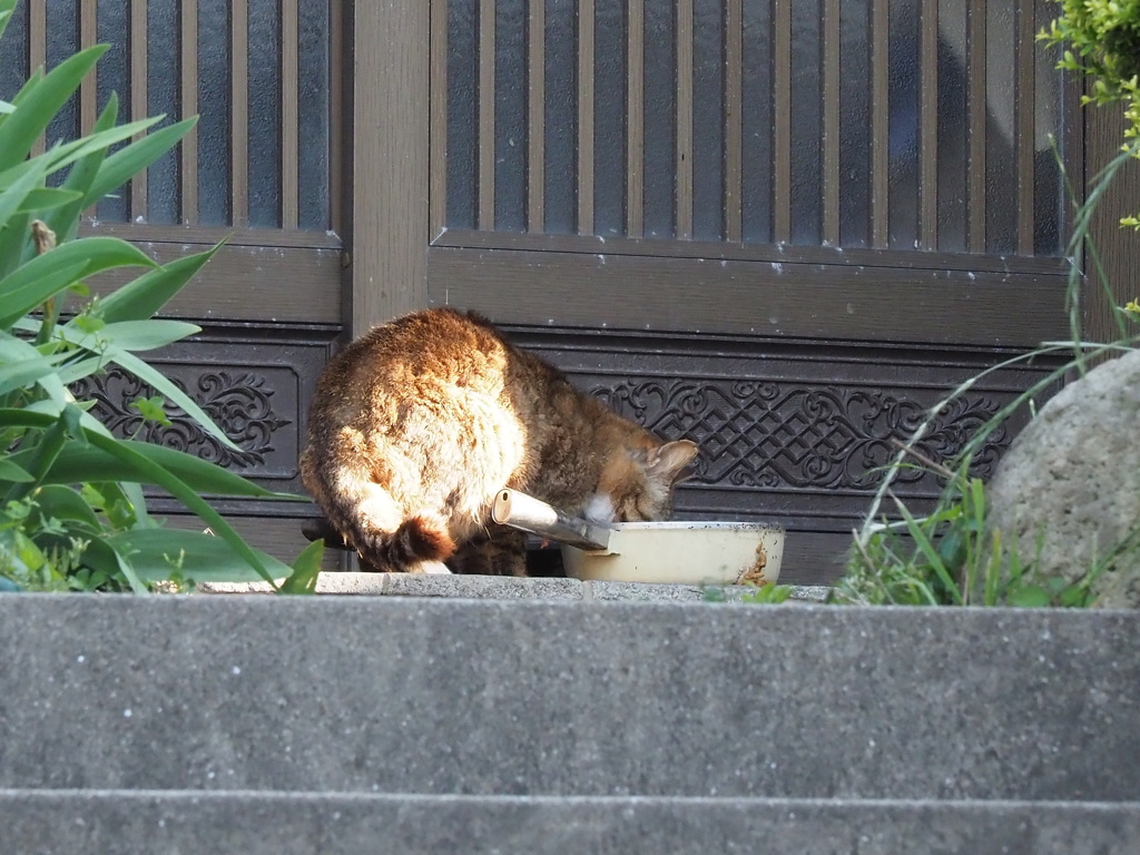 フライパン♪