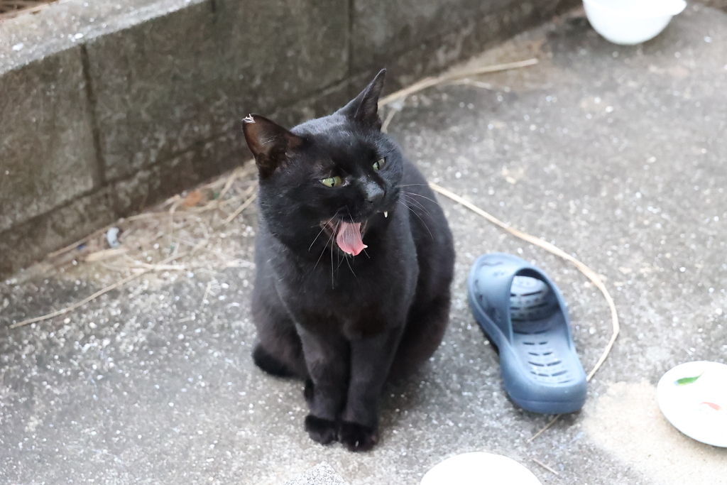 あくび連発（続編）♪