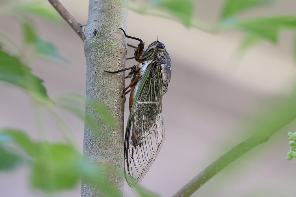 シマトネリコ♪
