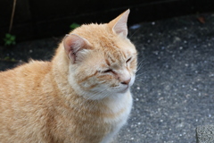 三度の飯よりネコが好き♪