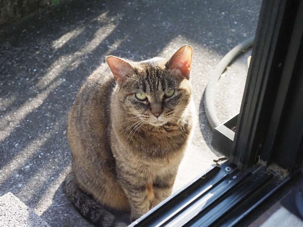 「どら美」来た♪