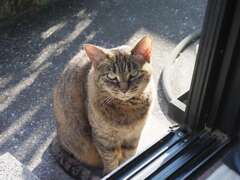 「どら美」来た♪