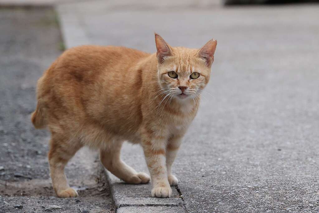小さめ茶トラ♪
