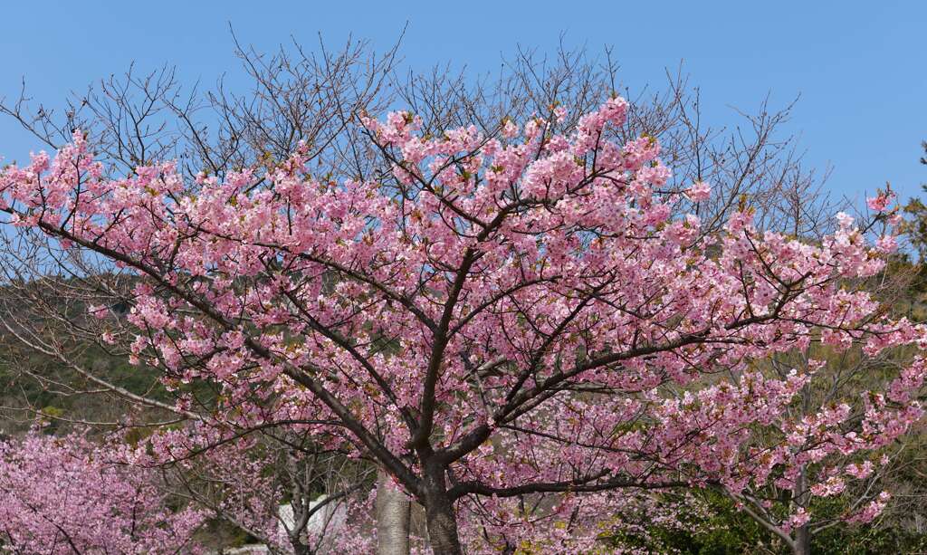 満開の桜♪