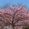 満開の桜♪