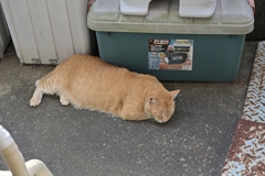 夢んなか（続編）♪