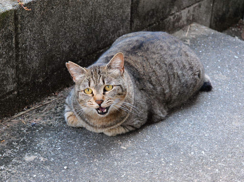 「香箱座り」♪