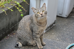 ４番ネコ（中サバトラ）