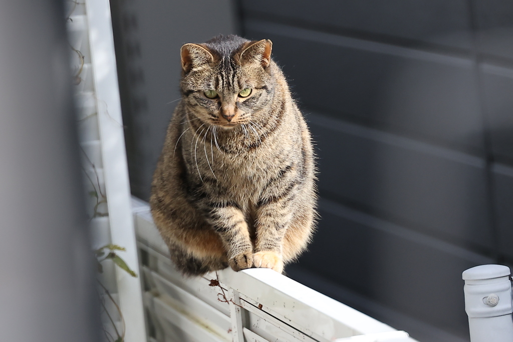 尻尾巻いて逃げた♪