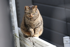 尻尾巻いて逃げた♪