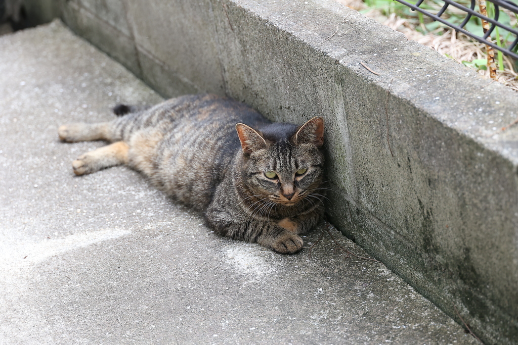 いつもの姿勢で♪