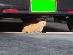 「新春ねこ散歩」（続編）♪